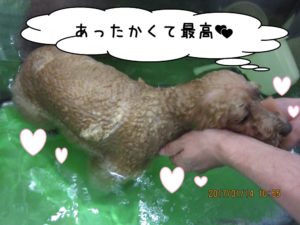 スパ中トイプードル