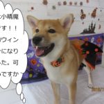 ハロウィン柴犬
