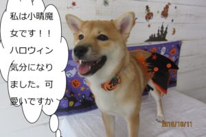 ハロウィン柴犬