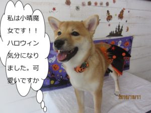 ハロウィン柴犬