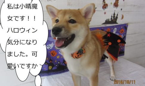 ハロウィン柴犬