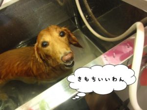 スパ中ミニチュアダックス