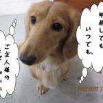 顔アップミニチュアダックス