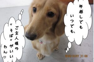 顔アップミニチュアダックス