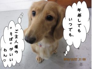 顔アップミニチュアダックス