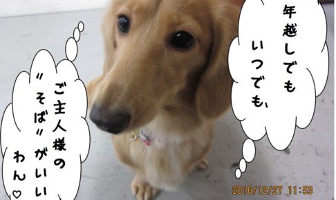 顔アップミニチュアダックス