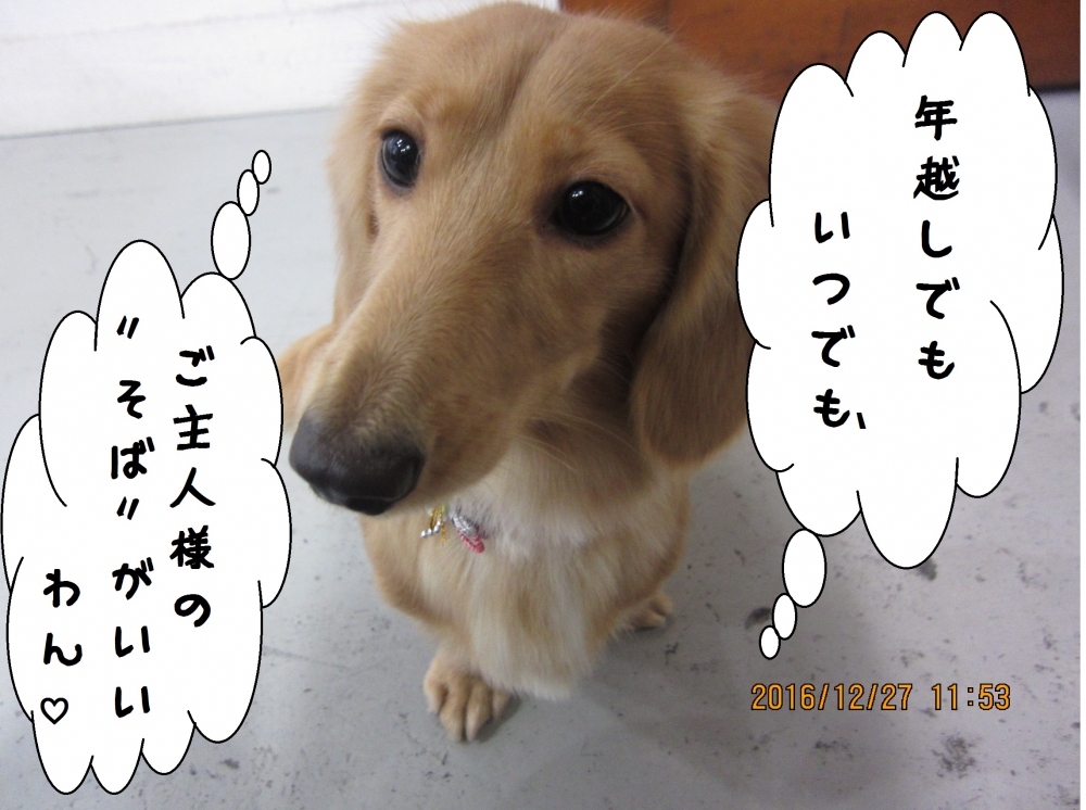 顔アップミニチュアダックス