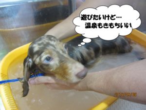 スパ中ミニチュアダックス
