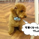 横顔トイプードル