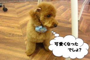 横顔トイプードル