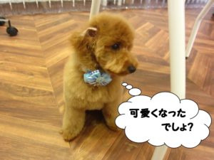 横顔トイプードル