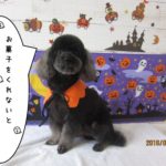 ハロウィントイプードル