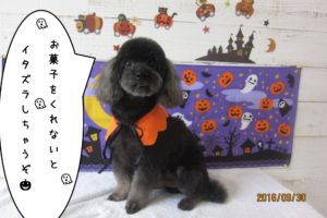 ハロウィントイプードル