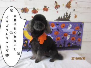 ハロウィントイプードル