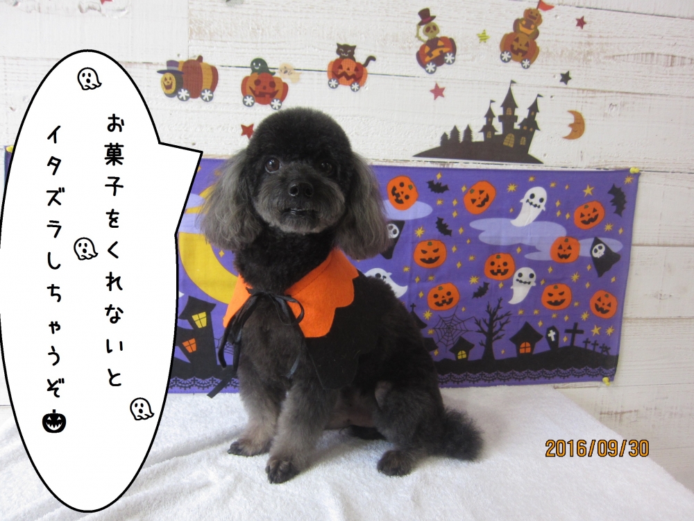 ハロウィントイプードル