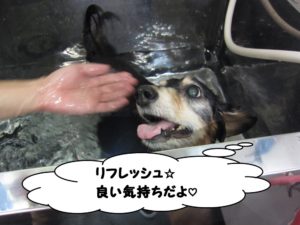 スパ中ミニチュアダックス