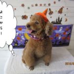 ハロウィントイプードル