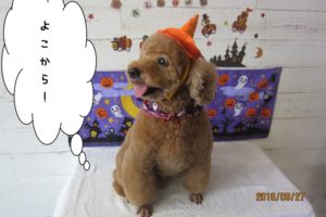 ハロウィントイプードル