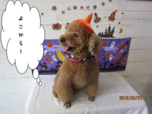 ハロウィントイプードル