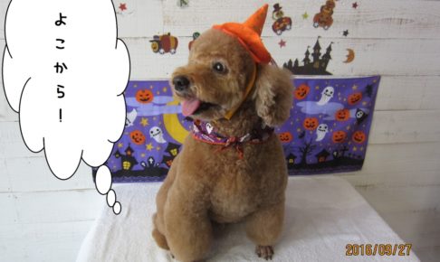 ハロウィントイプードル