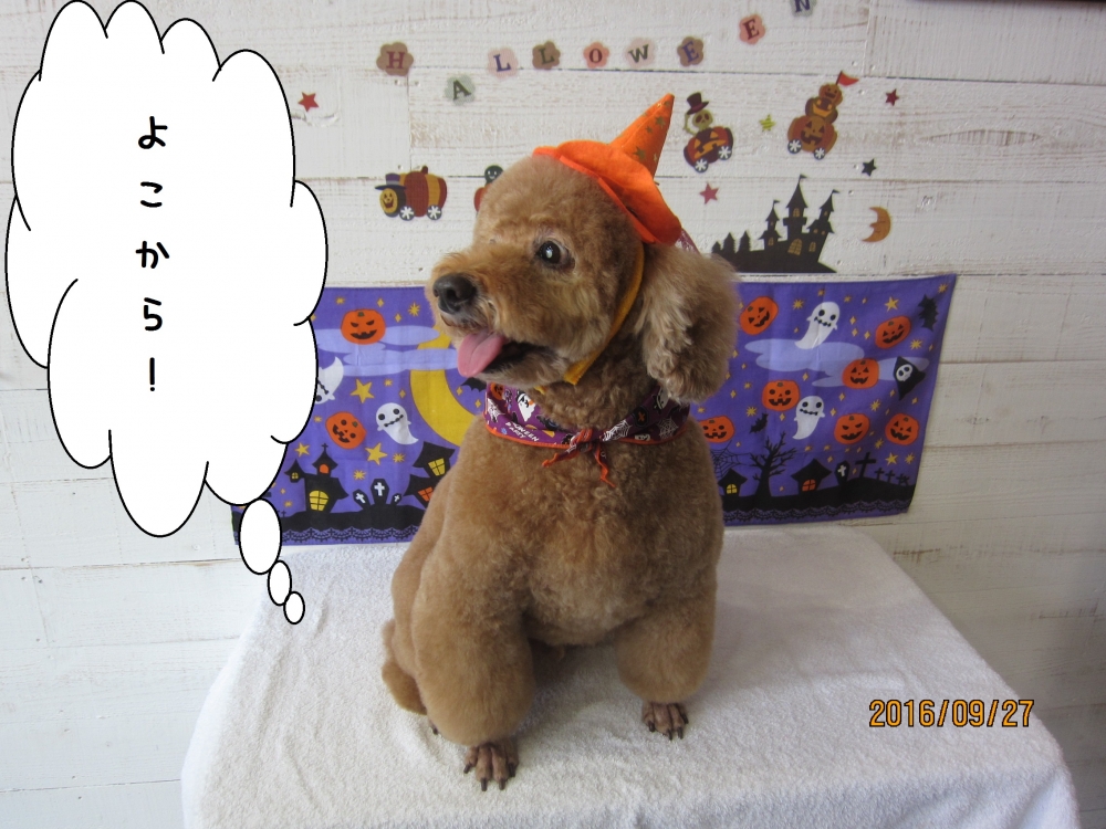 ハロウィントイプードル