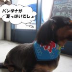 夏祭りカニンヘンダックス