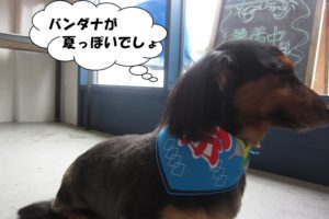 夏祭りカニンヘンダックス