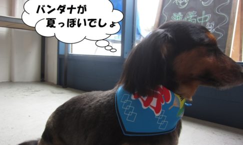 夏祭りカニンヘンダックス