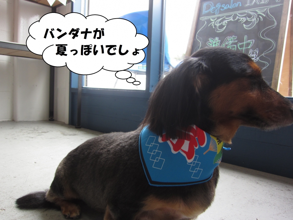 夏祭りカニンヘンダックス