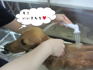 シャンプー中ミニチュアダックス