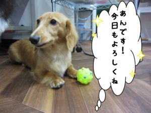 施術前ミニチュアダックス