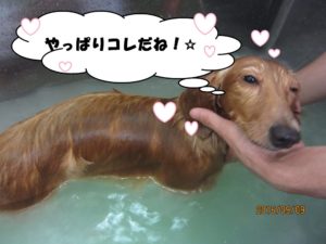 スパ中ミニチュアダックス