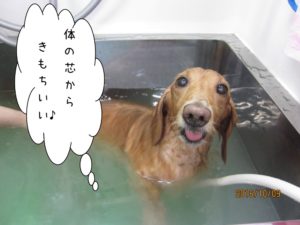 スパ中ミニチュアダックス