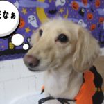 ハロウィンカニンヘンダックス