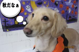 ハロウィンカニンヘンダックス