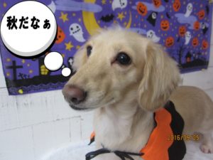 ハロウィンカニンヘンダックス