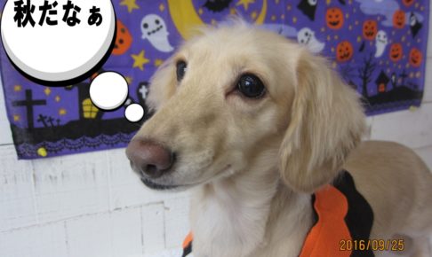 ハロウィンカニンヘンダックス