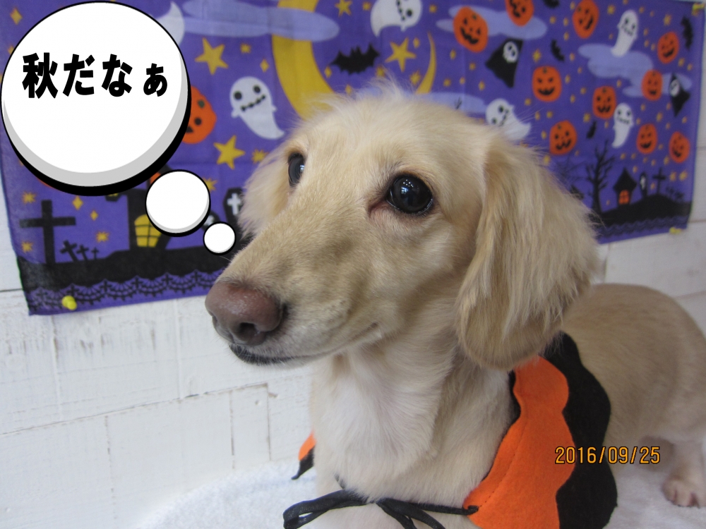 ハロウィンカニンヘンダックス