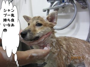 シャンプー中柴犬