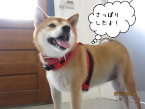 施術後柴犬