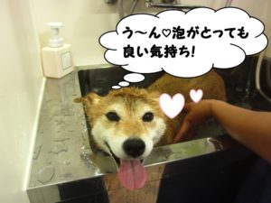 スパ中柴犬