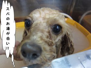 スパ中トイプードル