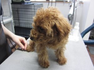 カット前トイプードル