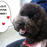笑顔トイプードル
