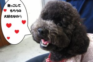 笑顔トイプードル