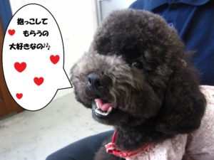 笑顔トイプードル