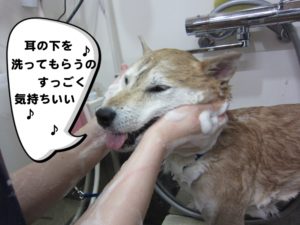 シャンプー中柴犬