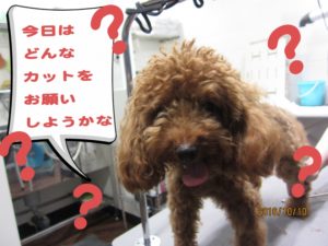 カット前トイプードル