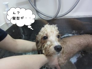 シャンプー中ミックス