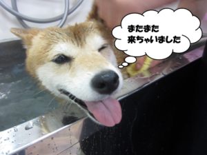 スパ中柴犬